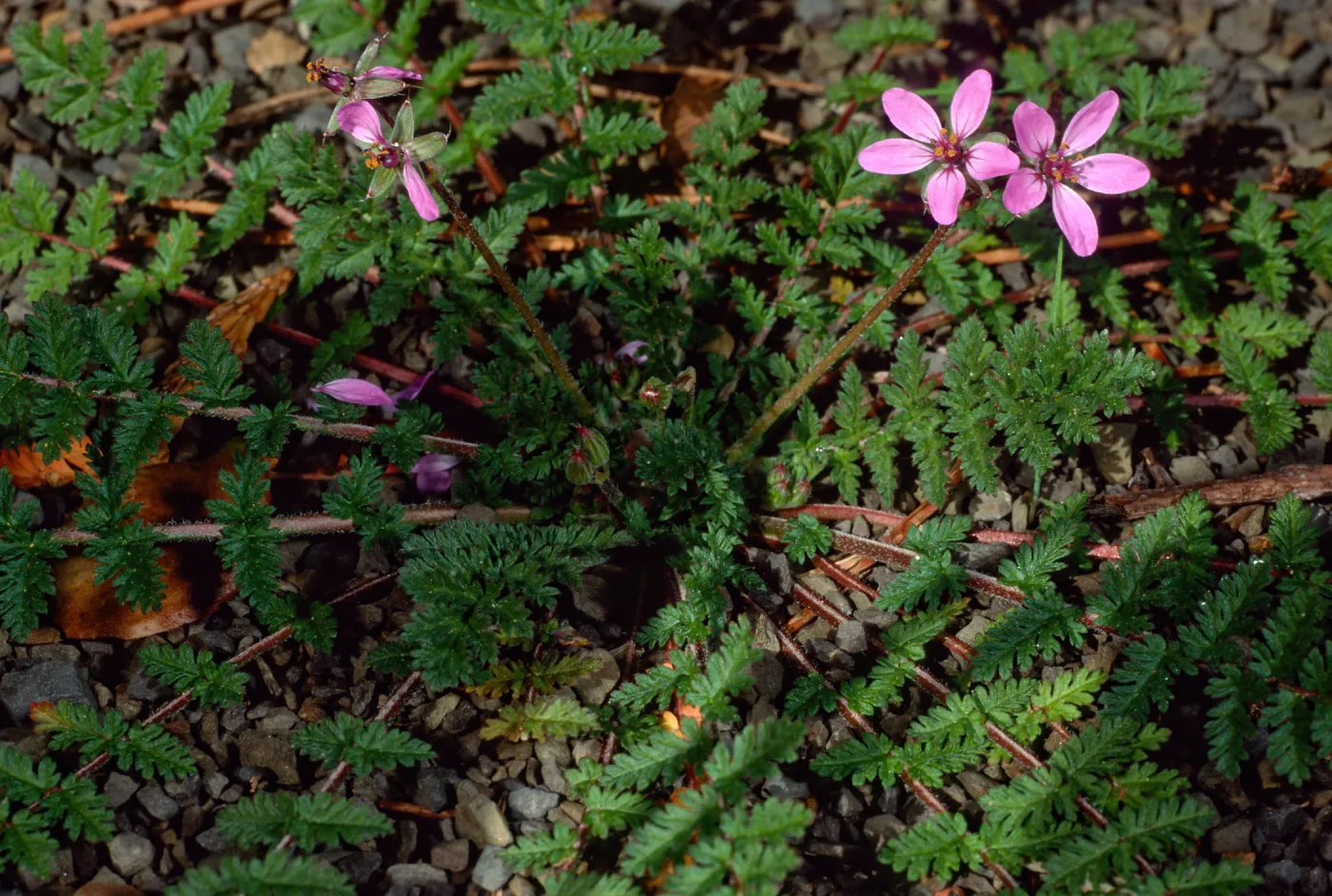 Erodium cicutarium, Santa Barbara Botanic Garden