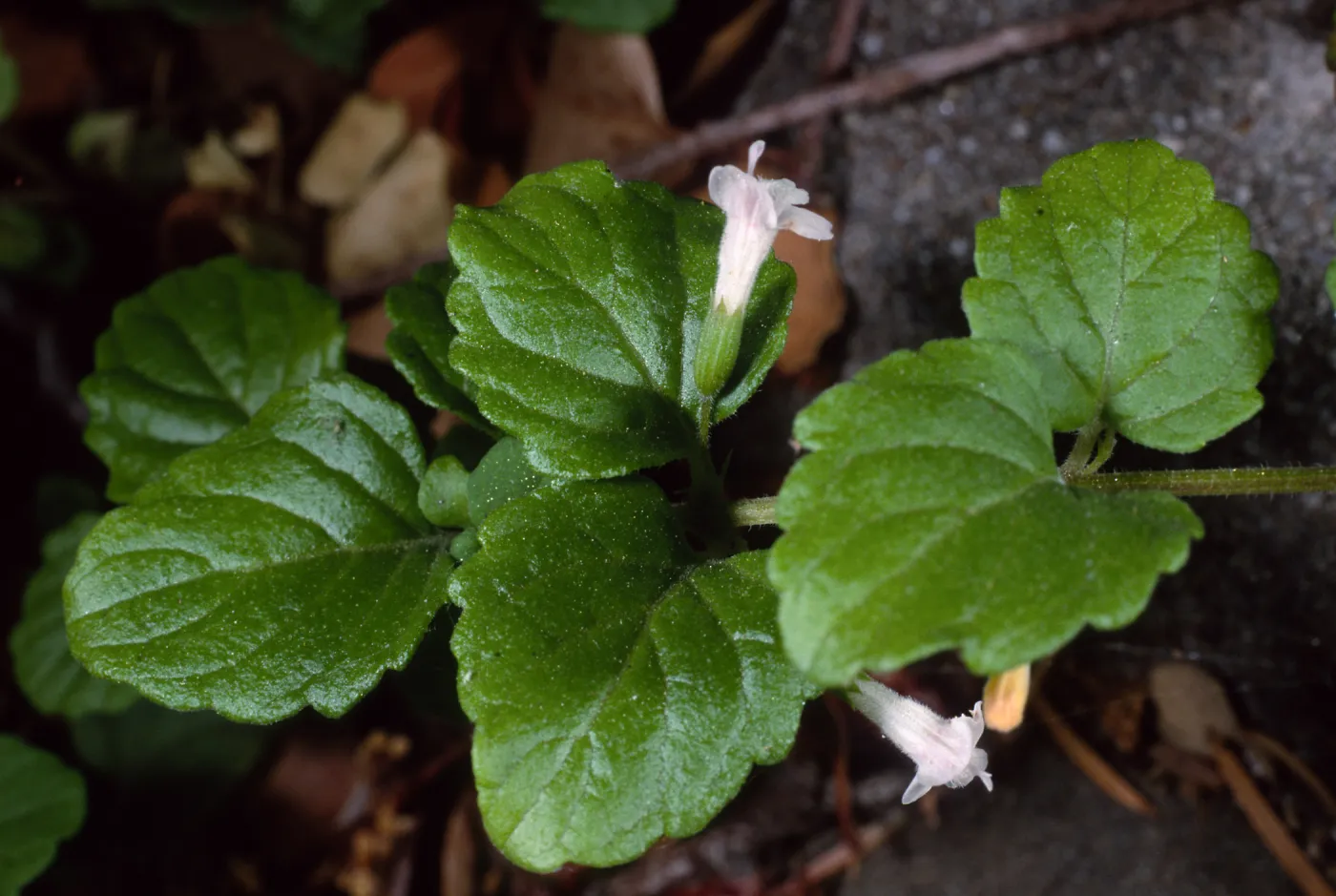 Satureja douglasii, Santa Barbara Botanic Garden