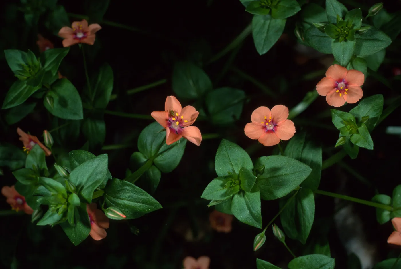 Anagallis arvensis, Santa Barbara Botanic Garden