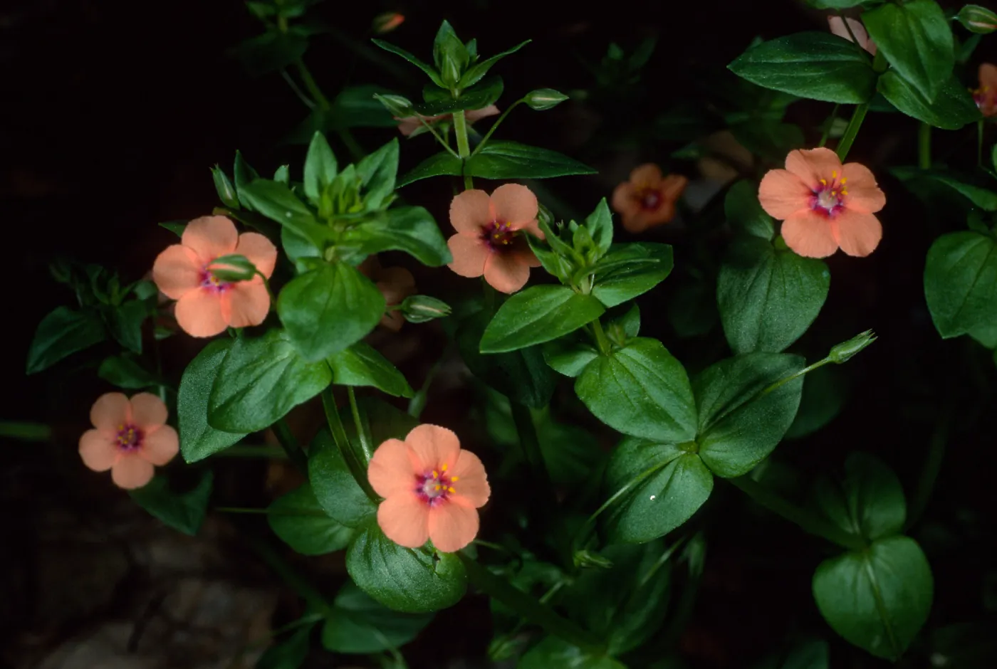 Anagallis arvensis, Santa Barbara Botanic Garden