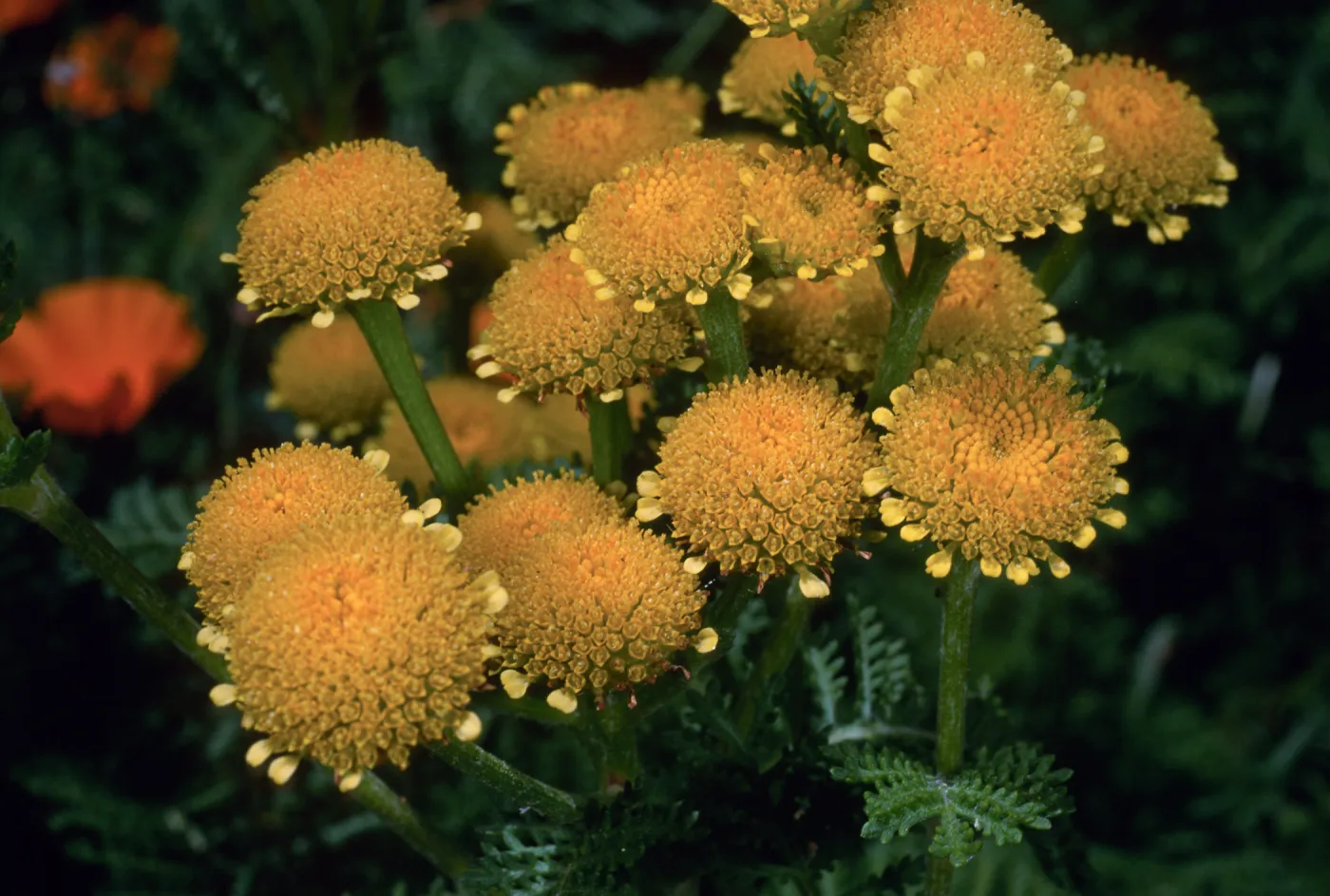 Tanacetum camphoratum, Santa Barbara Botanic Garden