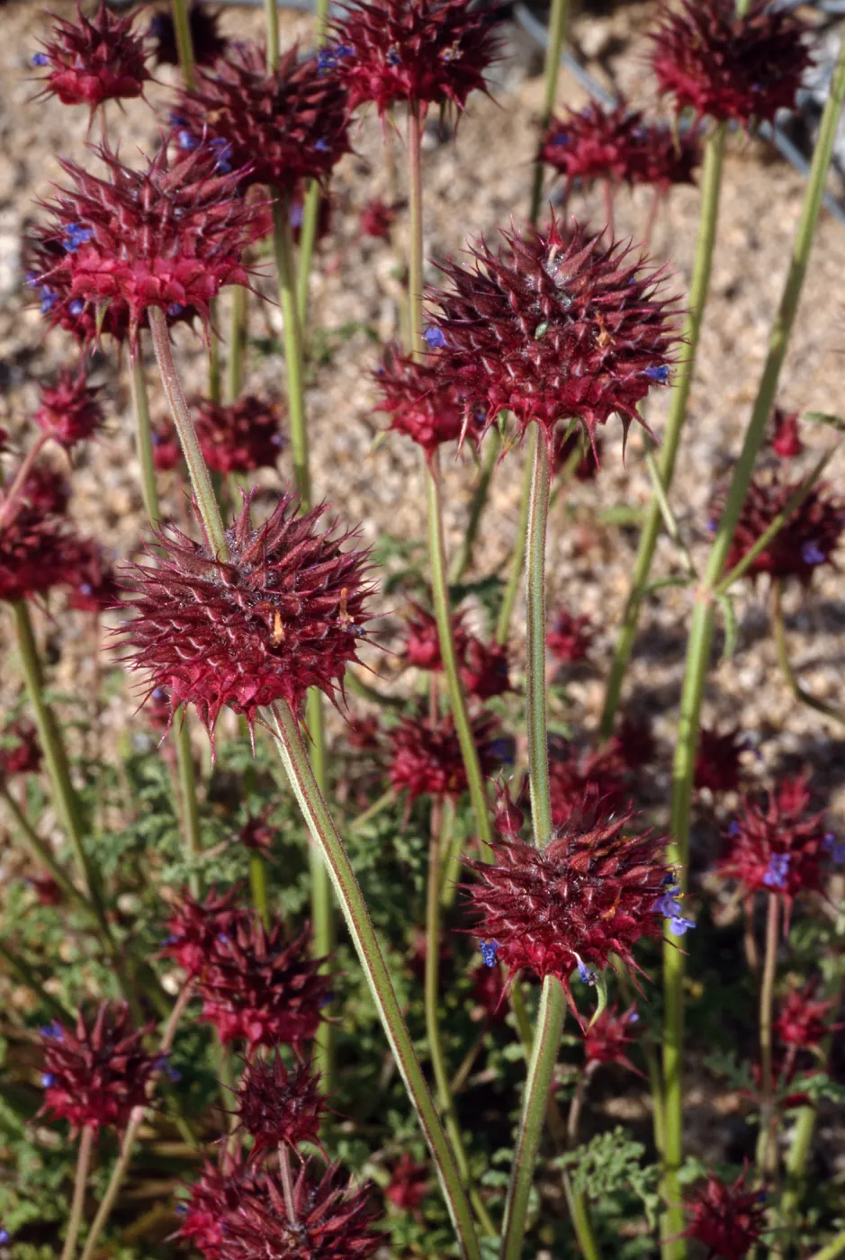 Salvia columbariae (Chia), Pinto basin, Joshua Tree National Park