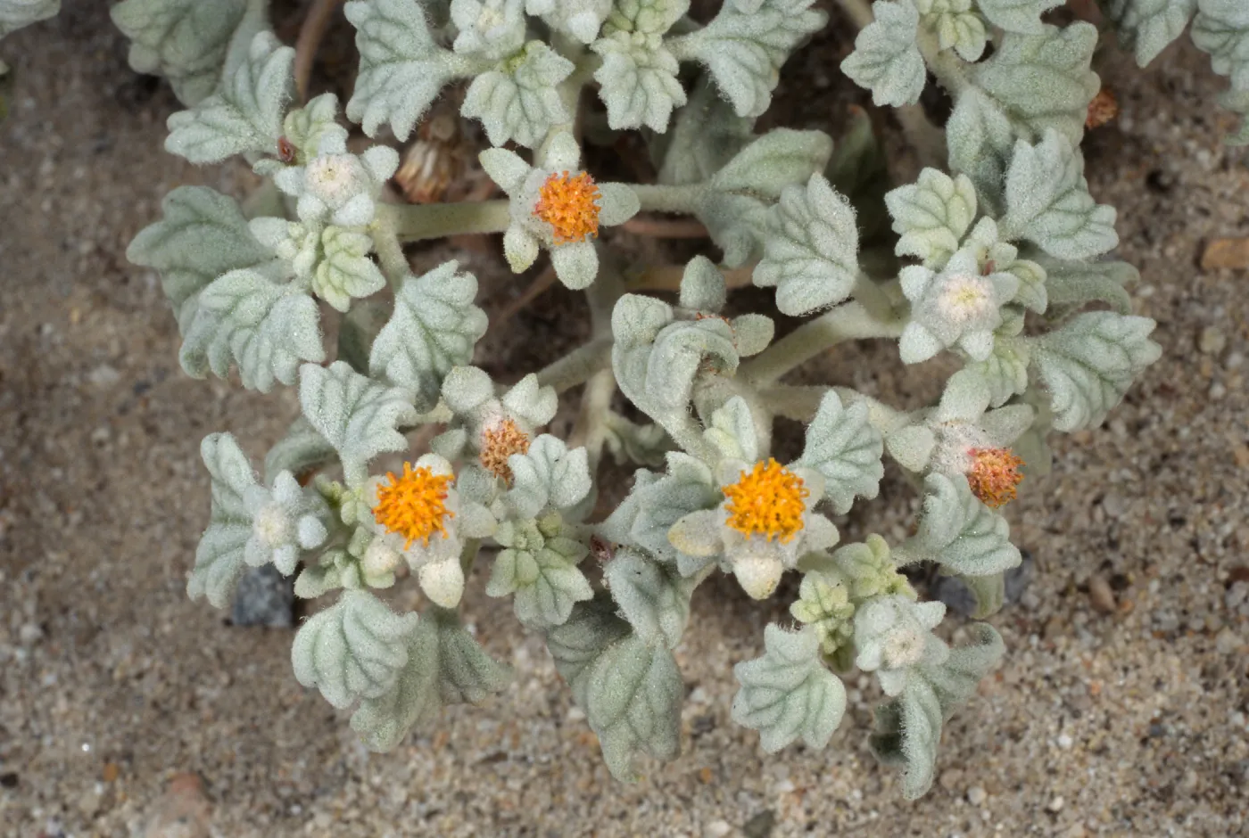 Psathyrotes ramosissima, Box Canyon, Mecca Hills, Coachella Valley