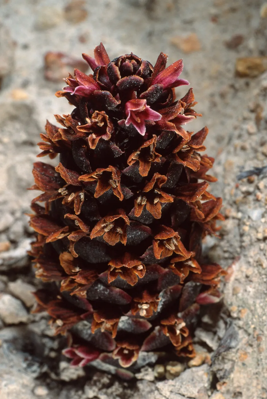 Boschniakia strobilacea, 4th canyon, East of Water Canyon, Santa Rosa Island
