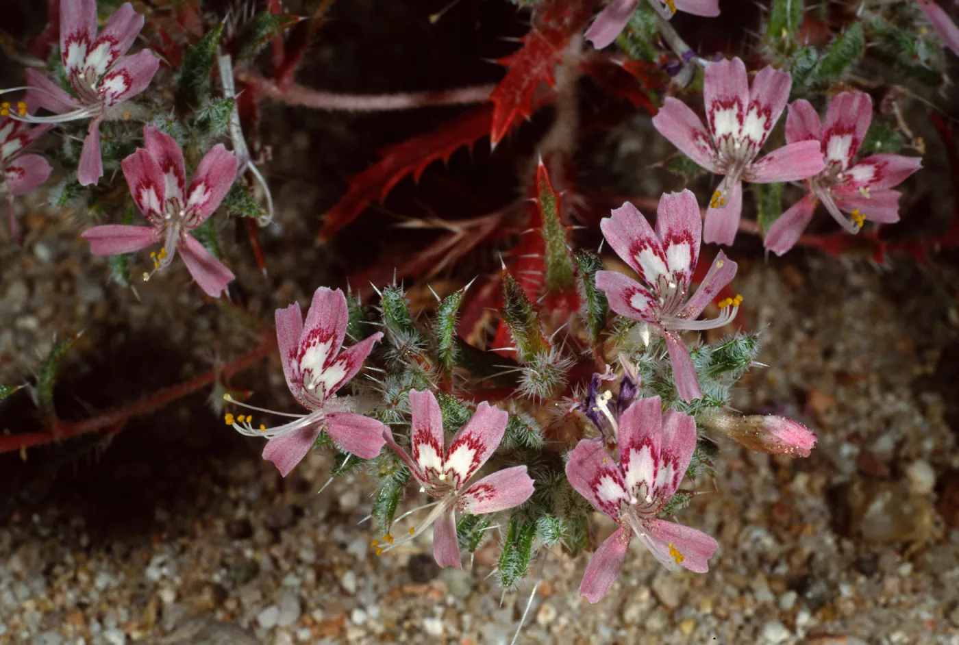 Loeseliastrum matthewsii, Red Rock Canyon State Park, Sierra Nevada