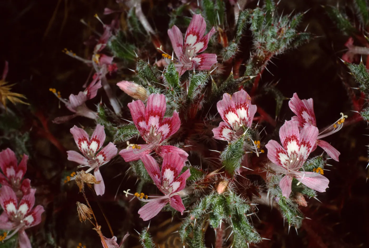 Loeseliastrum matthewsii, Red Rock Canyon State Park, Sierra Nevada