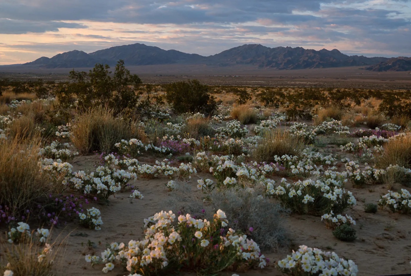 desert sunset, 15 miles East of 29 Palms