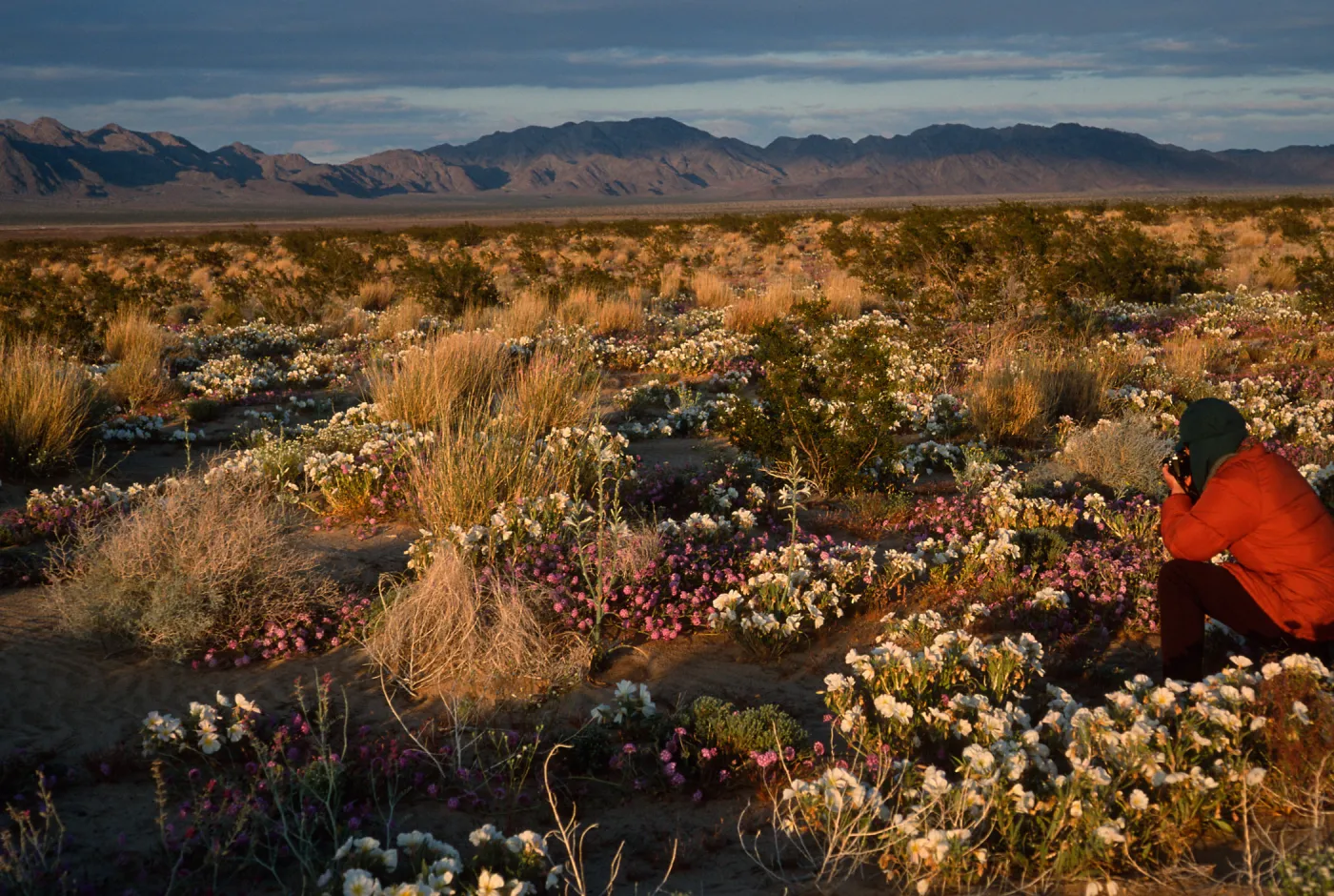 desert view, 15 miles East of 29 Palms