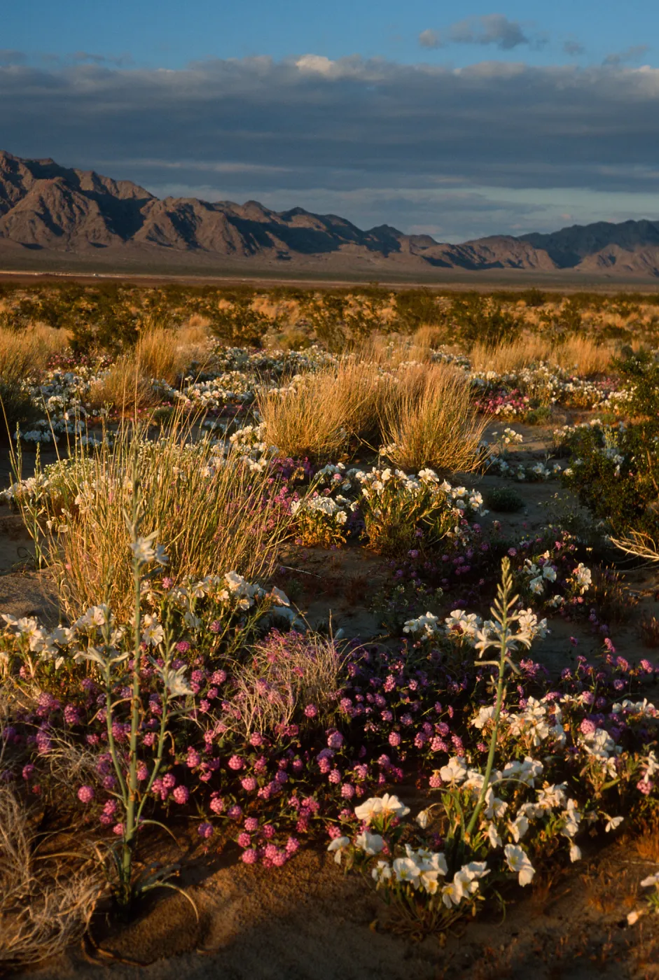 desert sunset, 15 miles East of 29 Palms