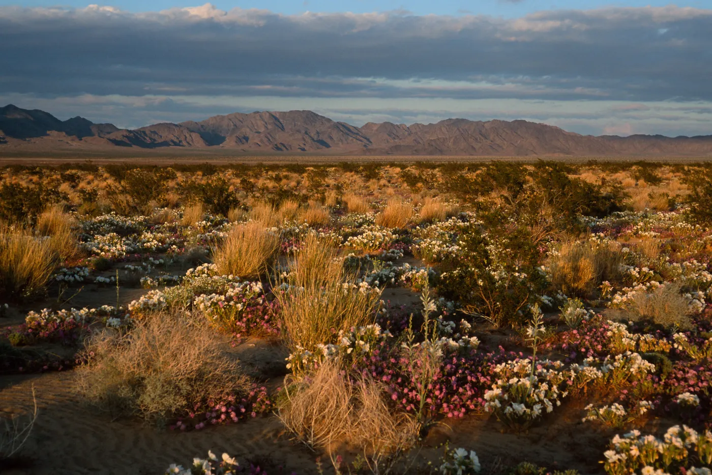 desert view, 15 miles East of 29 Palms