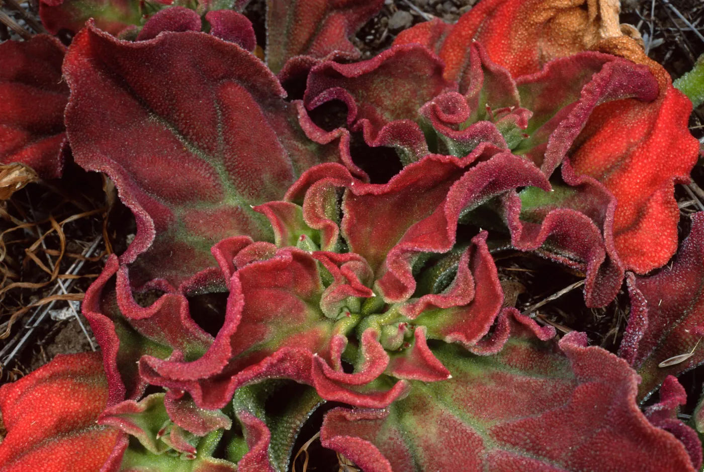 Mesembryanthem crystallinum, head of North fork of Graveyard Canyon, Santa Barbara Island