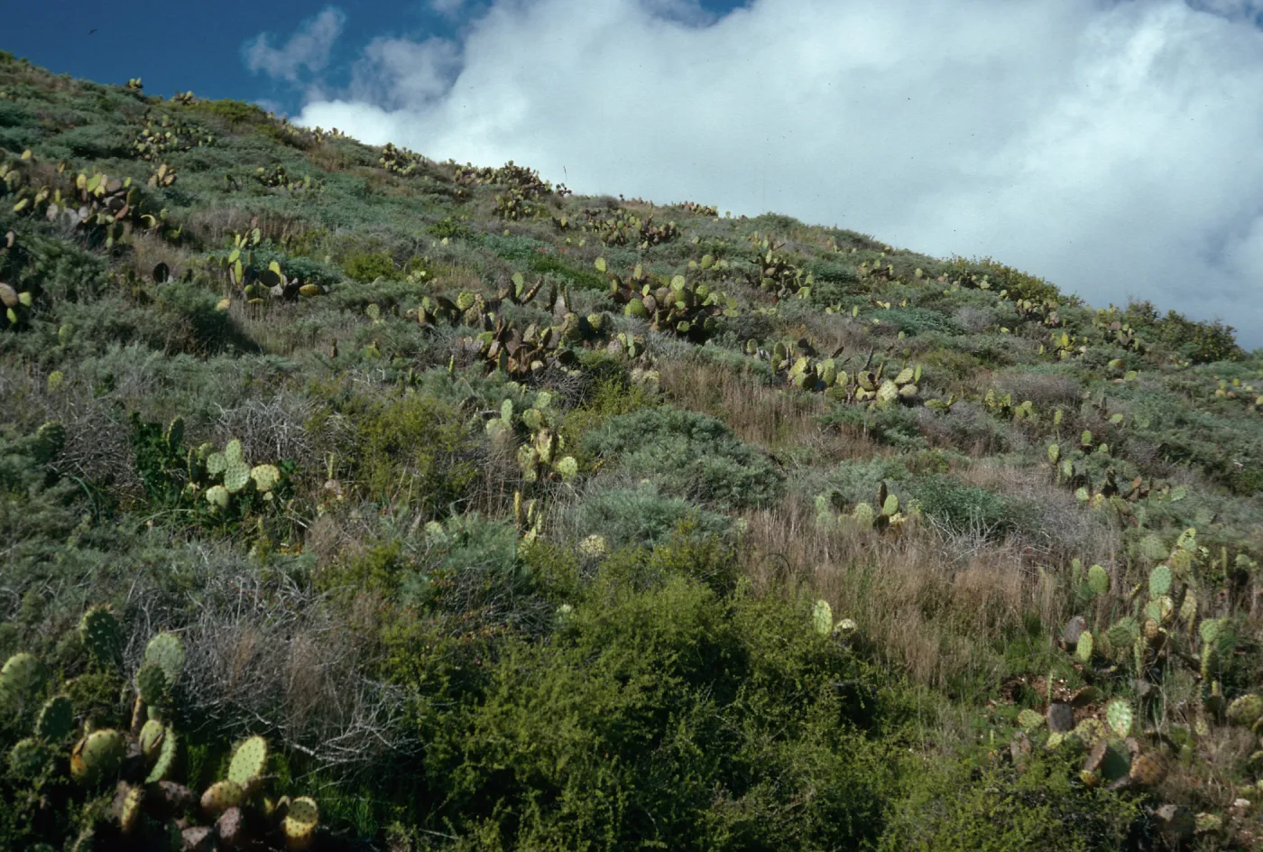Maritime Cactus Scrub, above Cottonwood Cove, East of Little Harbor, Catalina Island