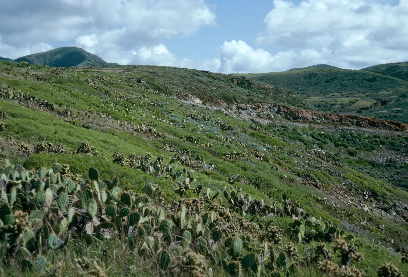 Maritime Cactus Scrub, above Cottonwood Cove, East of Little Harbor, Catalina Island
