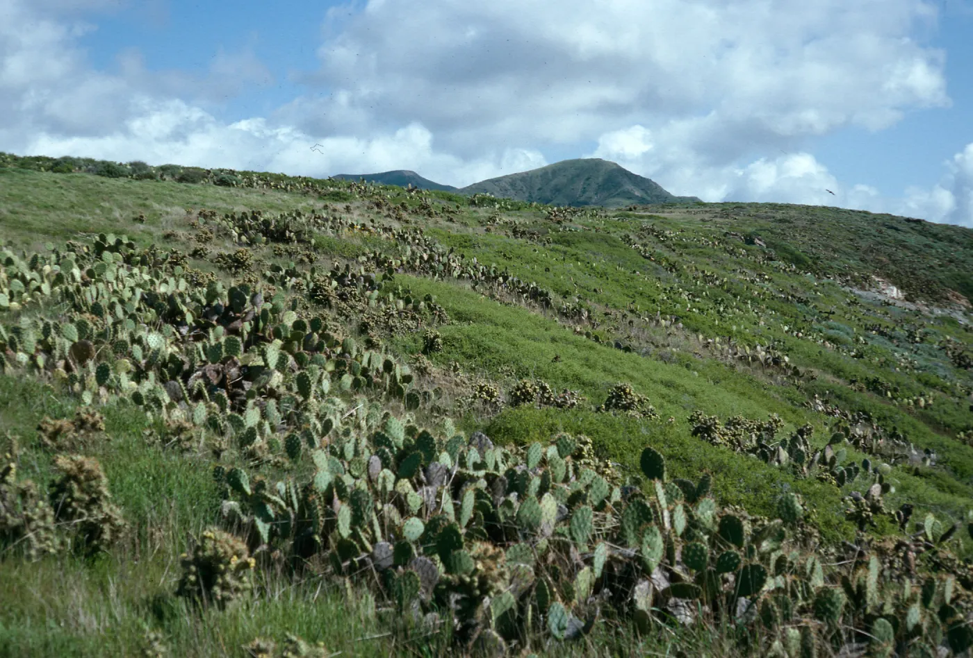 Maritime Cactus Scrub, above Cottonwood Cove, East of Little Harbor, Catalina Island