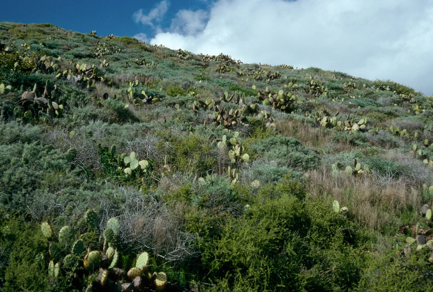 Maritime Cactus Scrub, above Cottonwood Cove, East of Little Harbor, Catalina Island