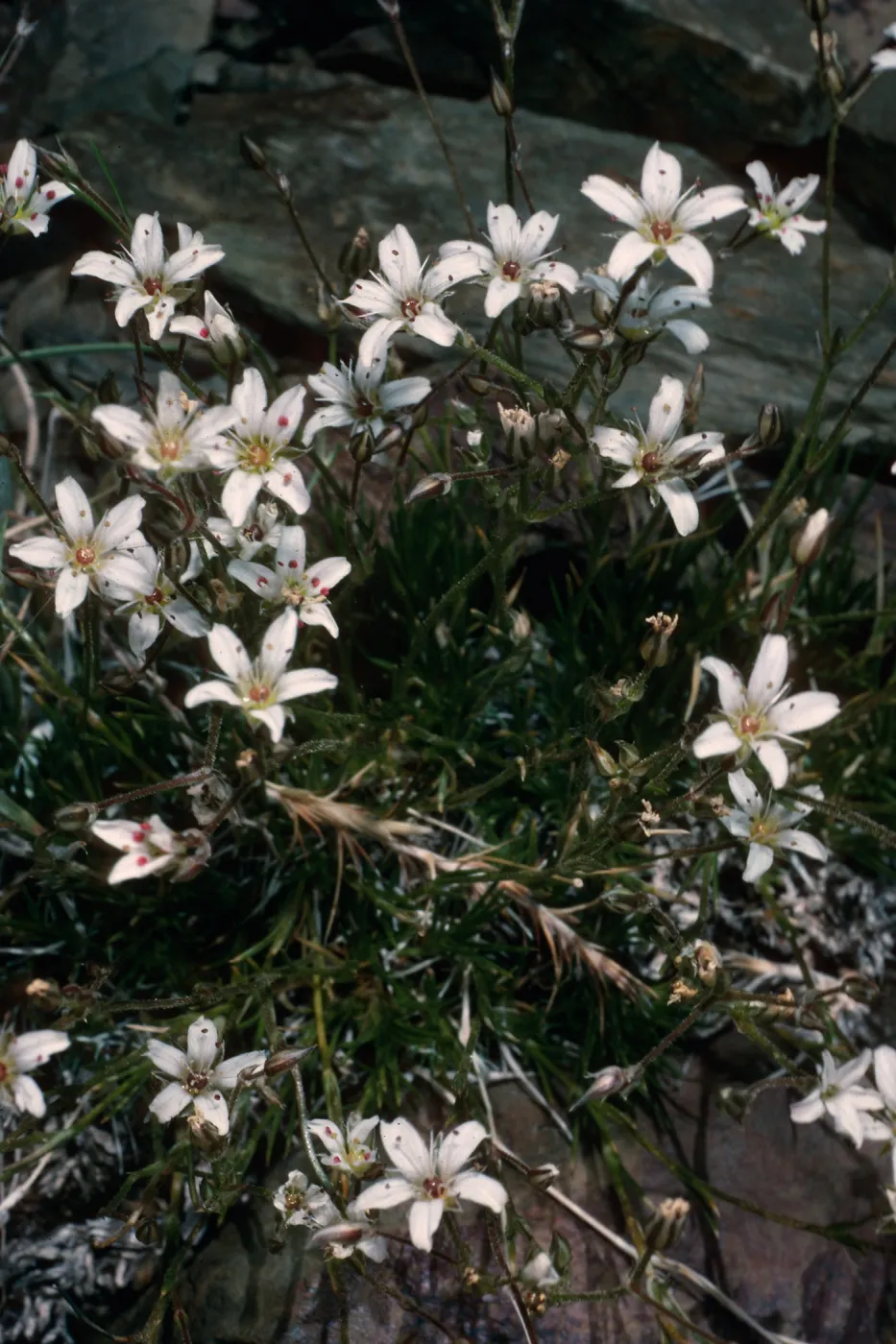 Arenaria kingii, White Mountains, upper Owens Valley