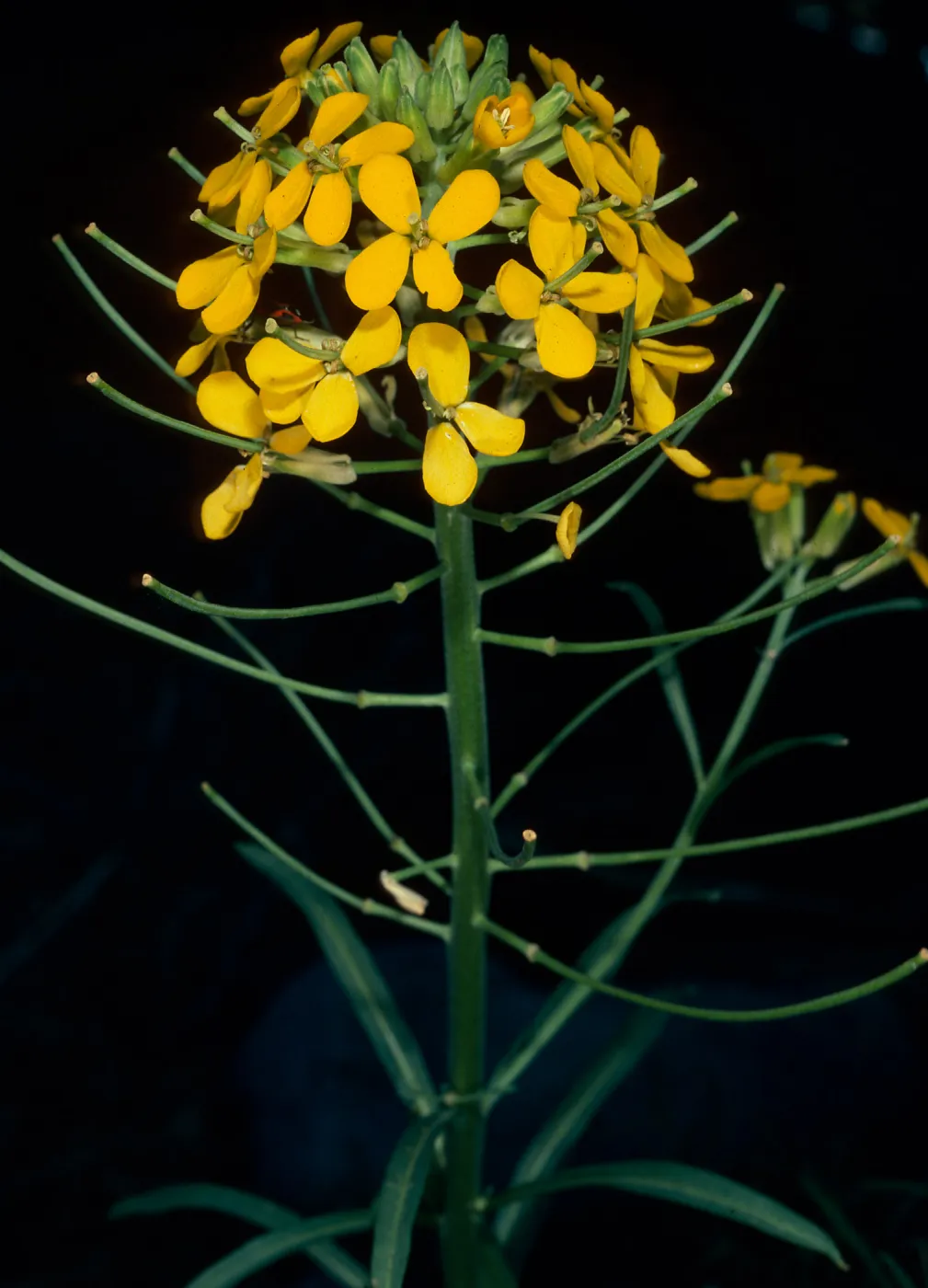 Erysimum capitatum, Santa Barbara Botanic Garden, Death Valley trip