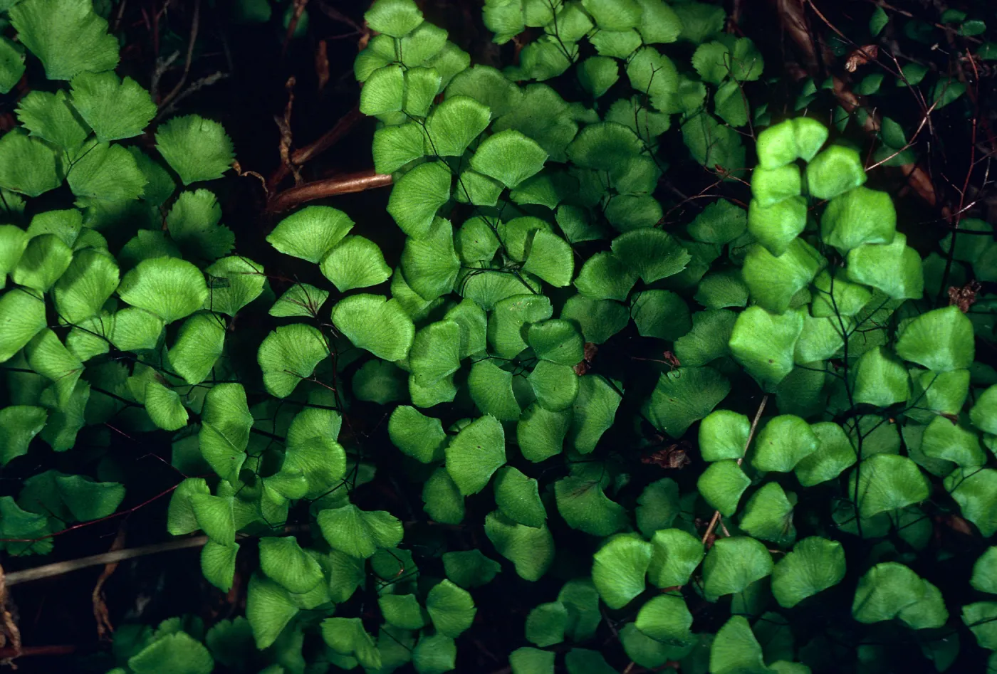 Adiantum jordanii, Campo Raton, Santa Cruz Island