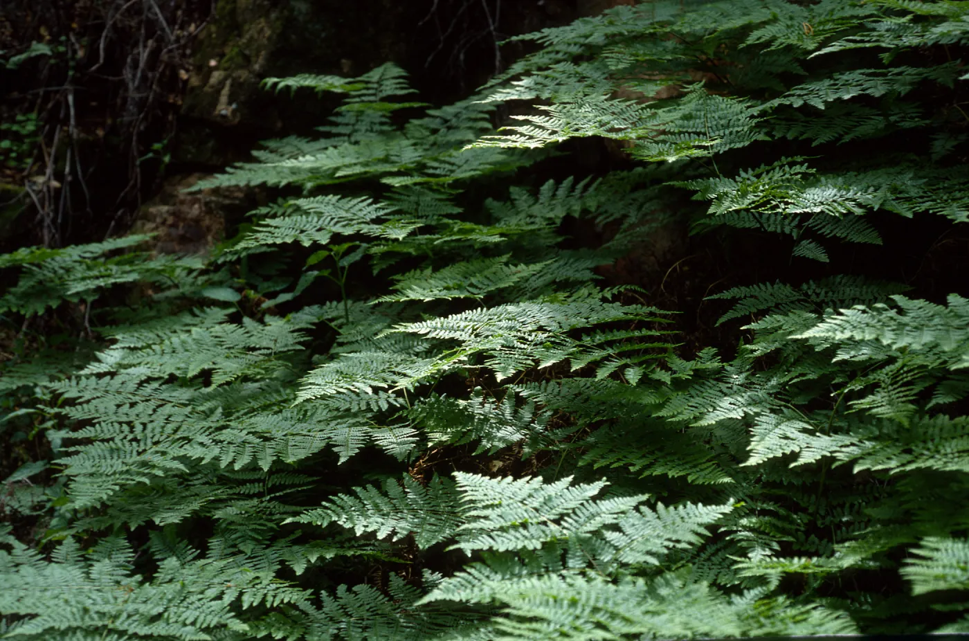 Pteridium aquilinum, Prisoners-Harbors Trail, Santa Cruz Island