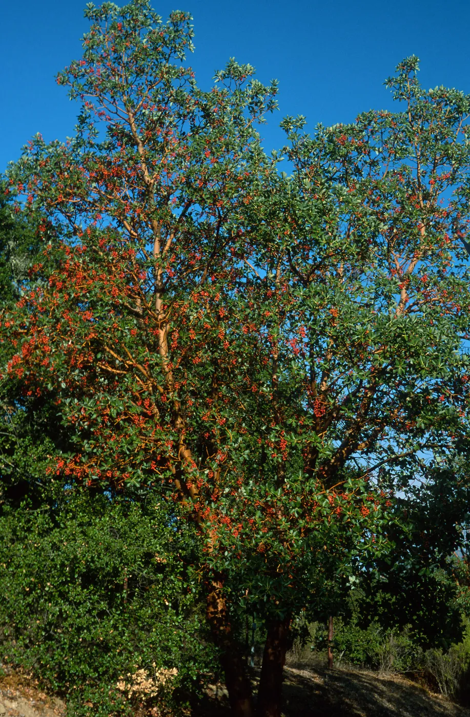 Arbutus menziesii, Reagan Ranch (Western White House), Refugio Canyon, Santa Barbara County