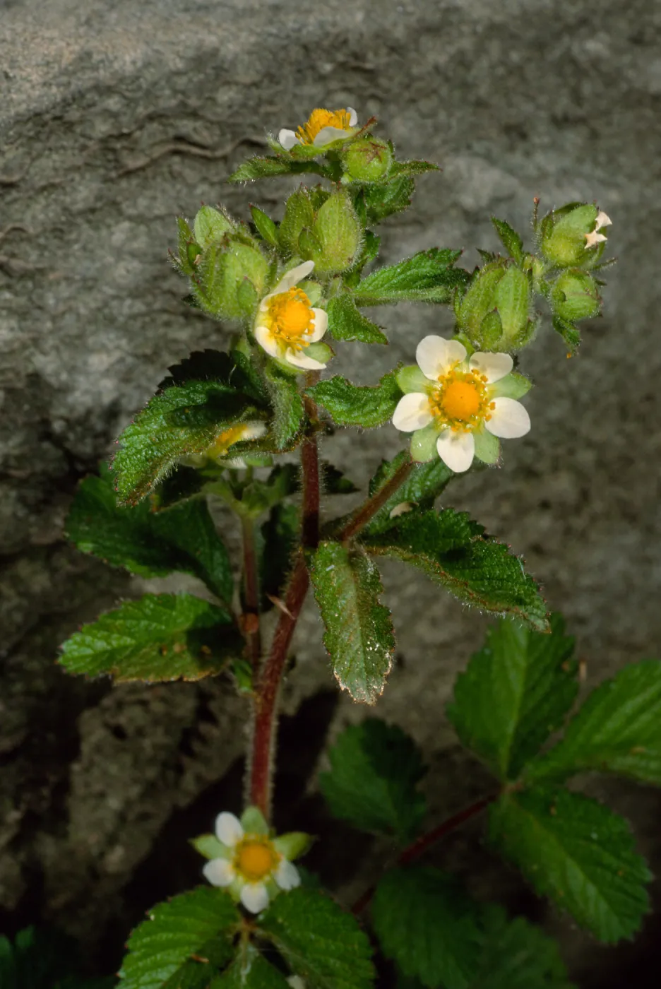 Potentilla glandulosa, Santa Barbara Botanic Garden