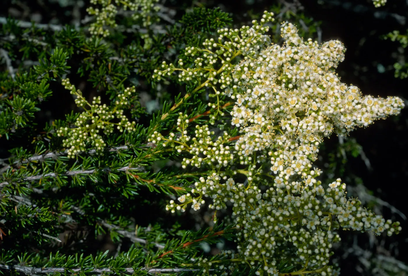 Adenostoma fasciculatum, East of Isthmus, Catalina Island