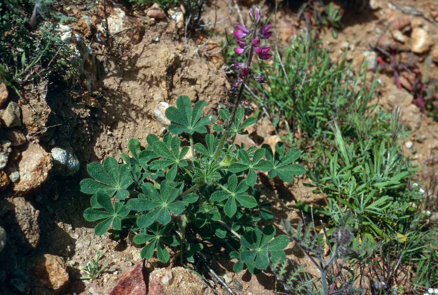Lupinus hirsutissimus, S-facing bluffs, West of Laguna Canyon, Santa Cruz Island