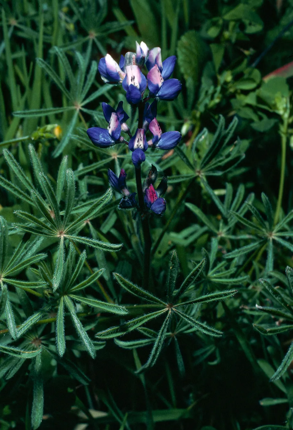 Lupinus bicolor, West of field station, Santa Cruz Island