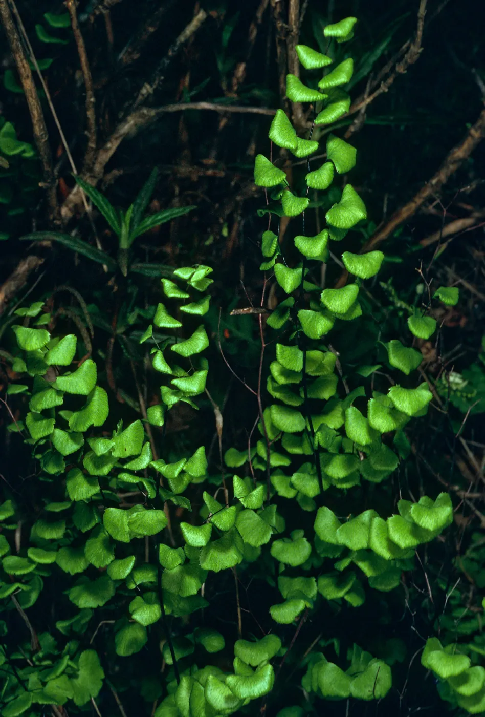 Adiantum jordanii, just West of Lyndals House, Santa Cruz Island