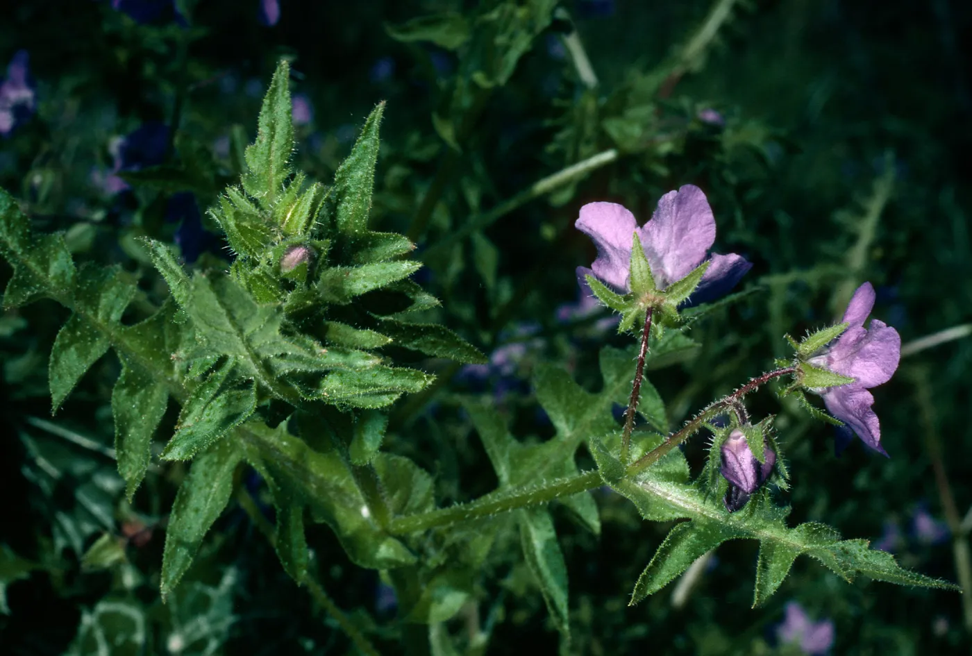 Pholistoma auritum, Prisoners Harbor, Santa Cruz Island