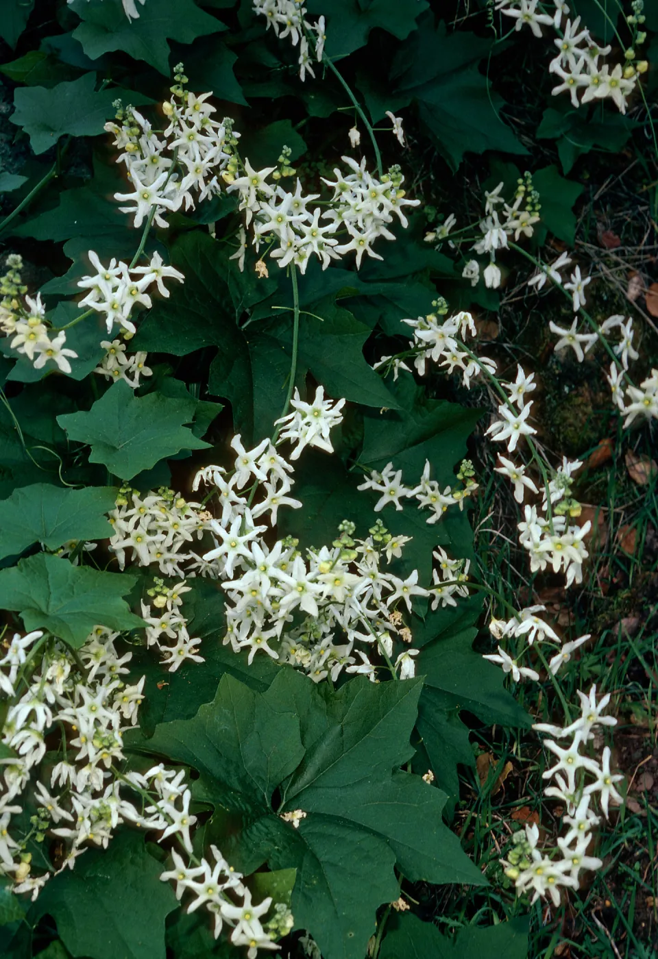 Marah macrocarpus, West of Prisoners Harbor, Santa Cruz Island