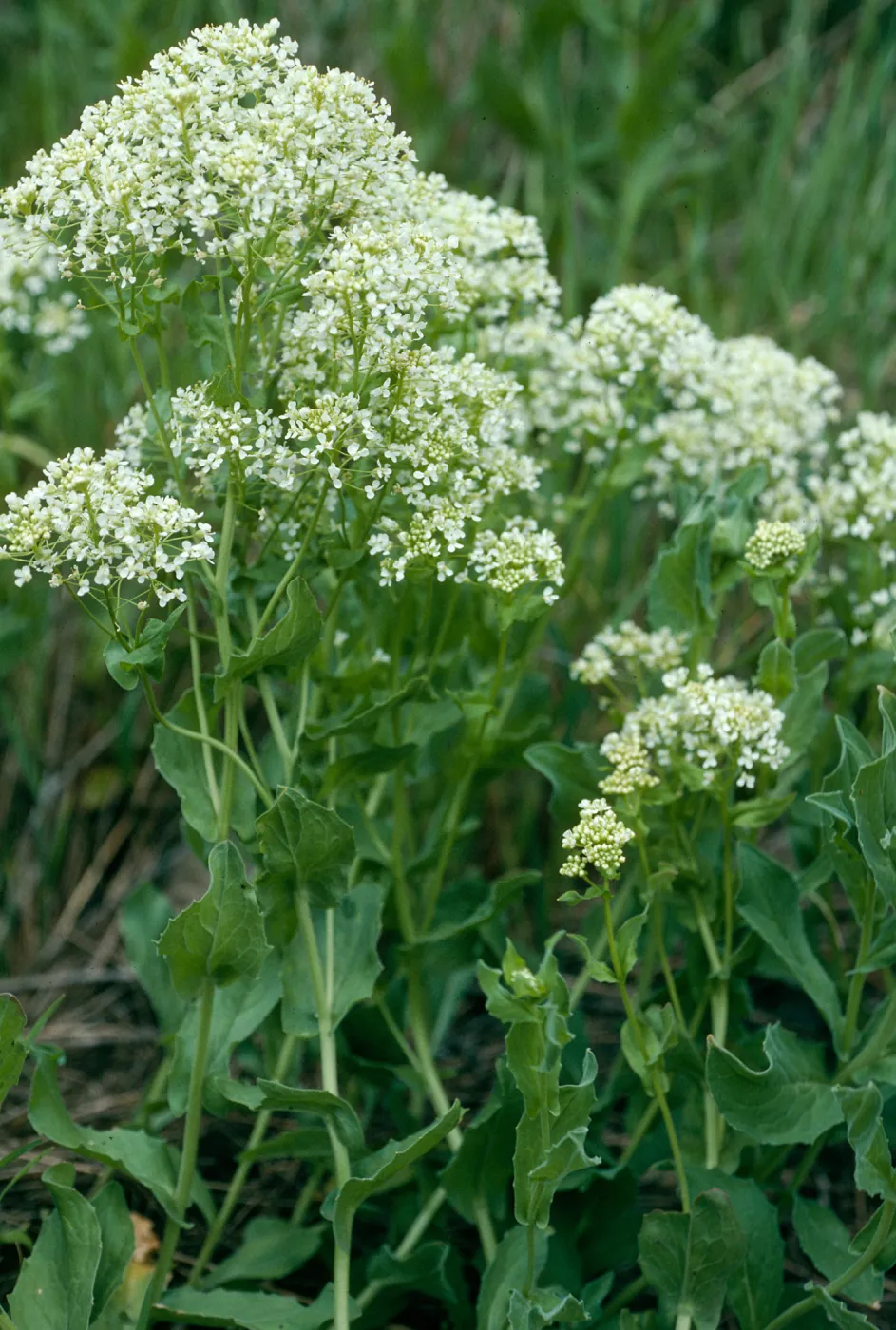 Cardaria draba, base of Centinela grade, Santa Cruz Island