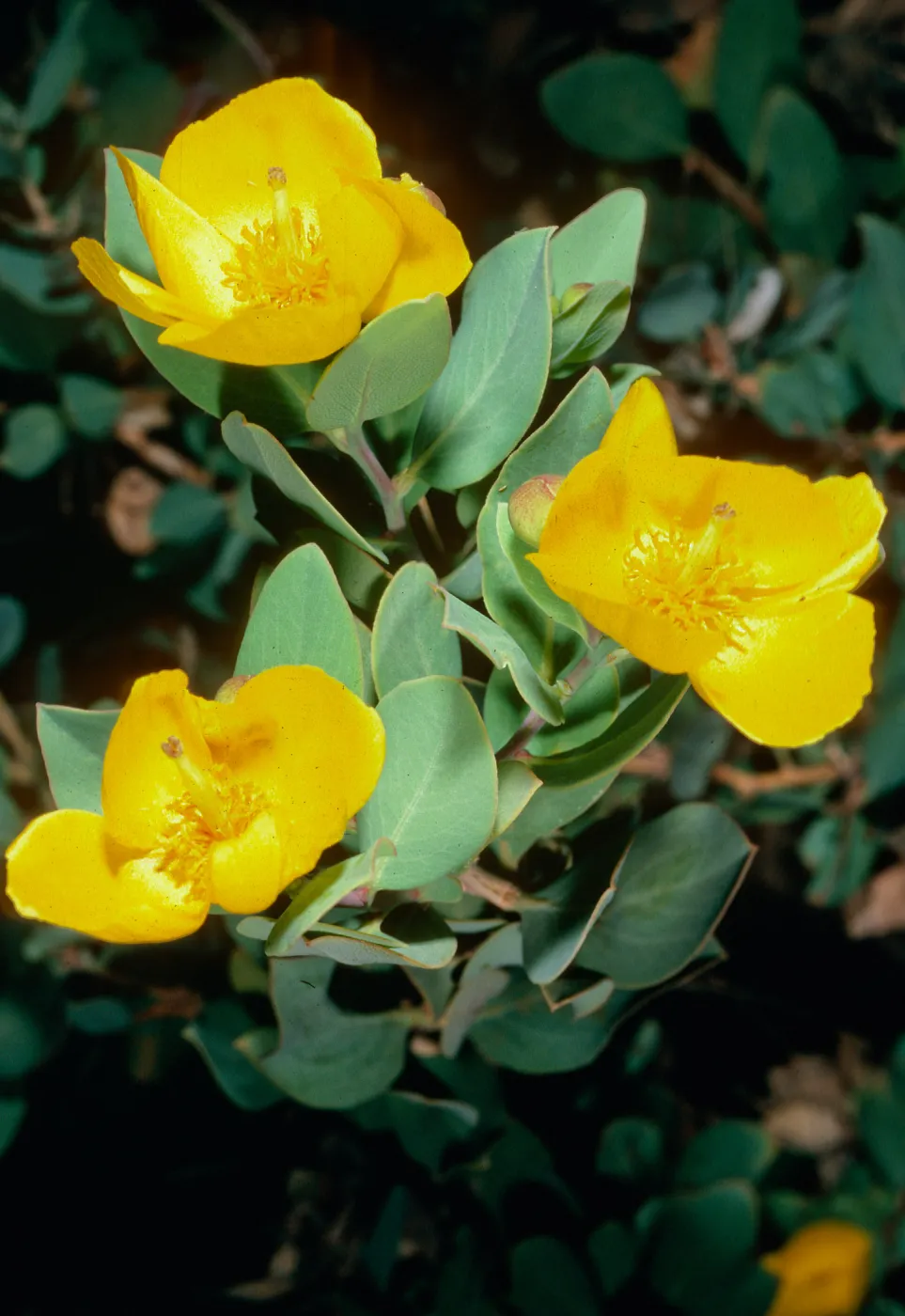 Dendromecon rigida harfordii, Islay Canyon, Santa Cruz Island