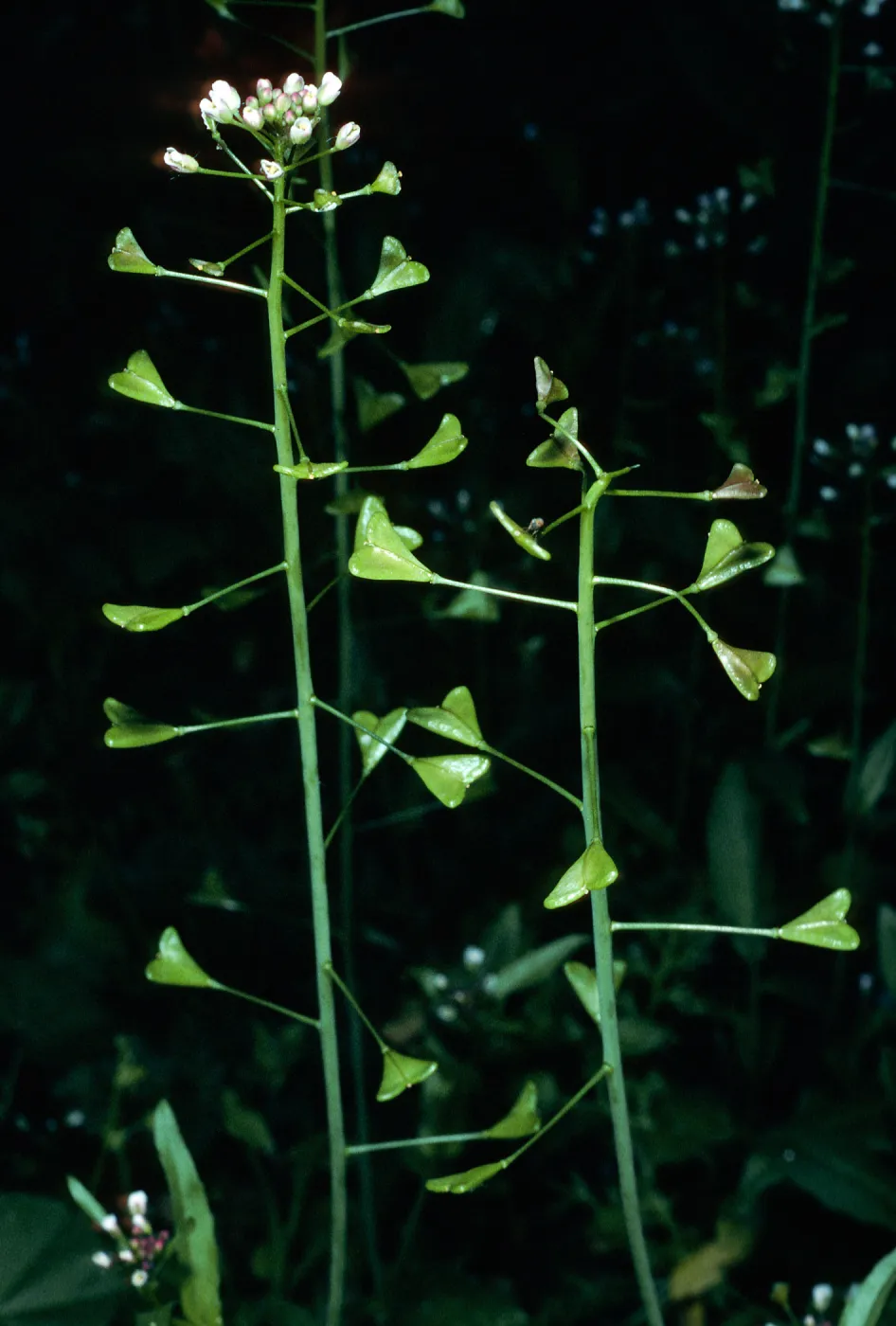 Capsella bursa-pastoris, field station, Santa Cruz Island