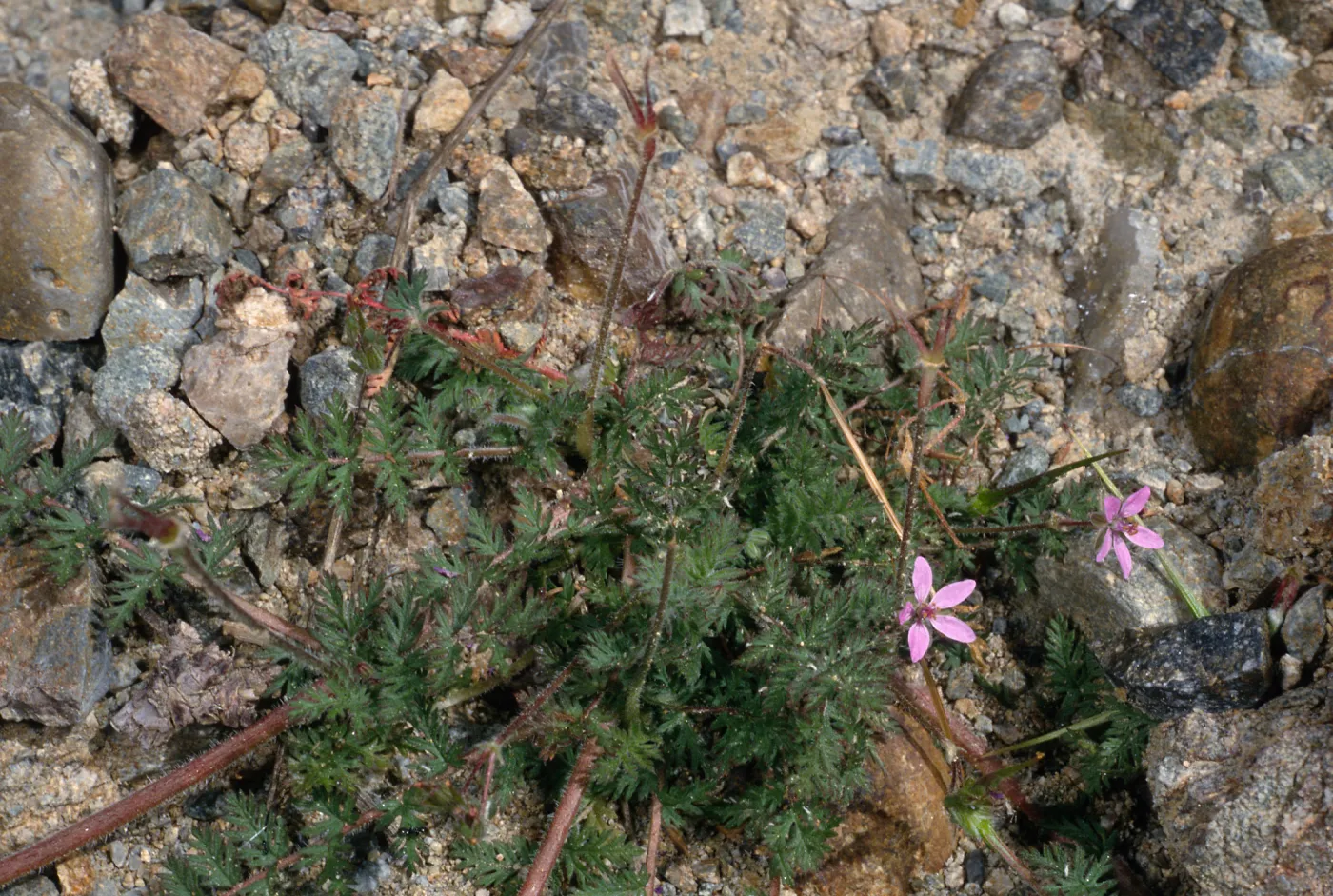 Erodium cicutarium, Christy Beach, Santa Cruz Island