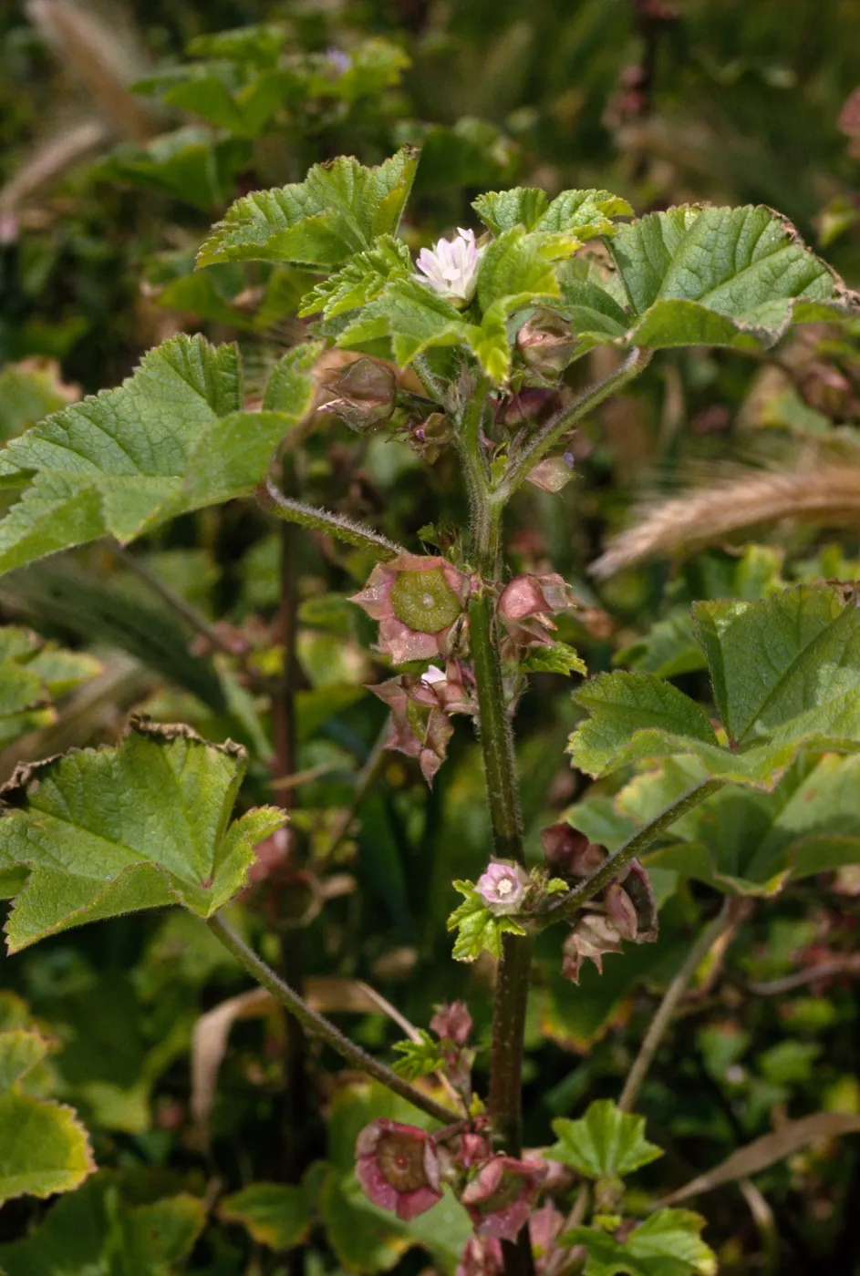 Malva parviflora, Christy Beach, Santa Cruz Island