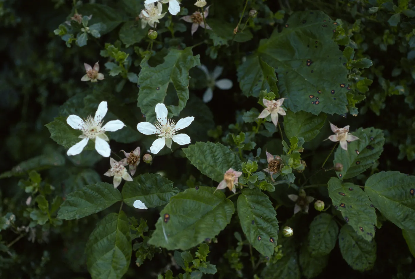 Rubus ursinus, upper Christy Beach, Santa Cruz Island
