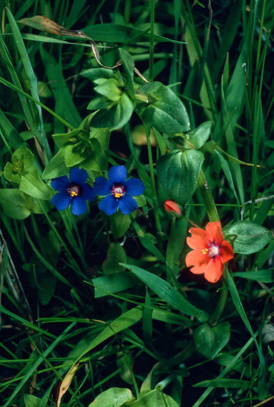 Anagallis arvensis, blue & salmon forms, road to Echo Lake, Catalina Island