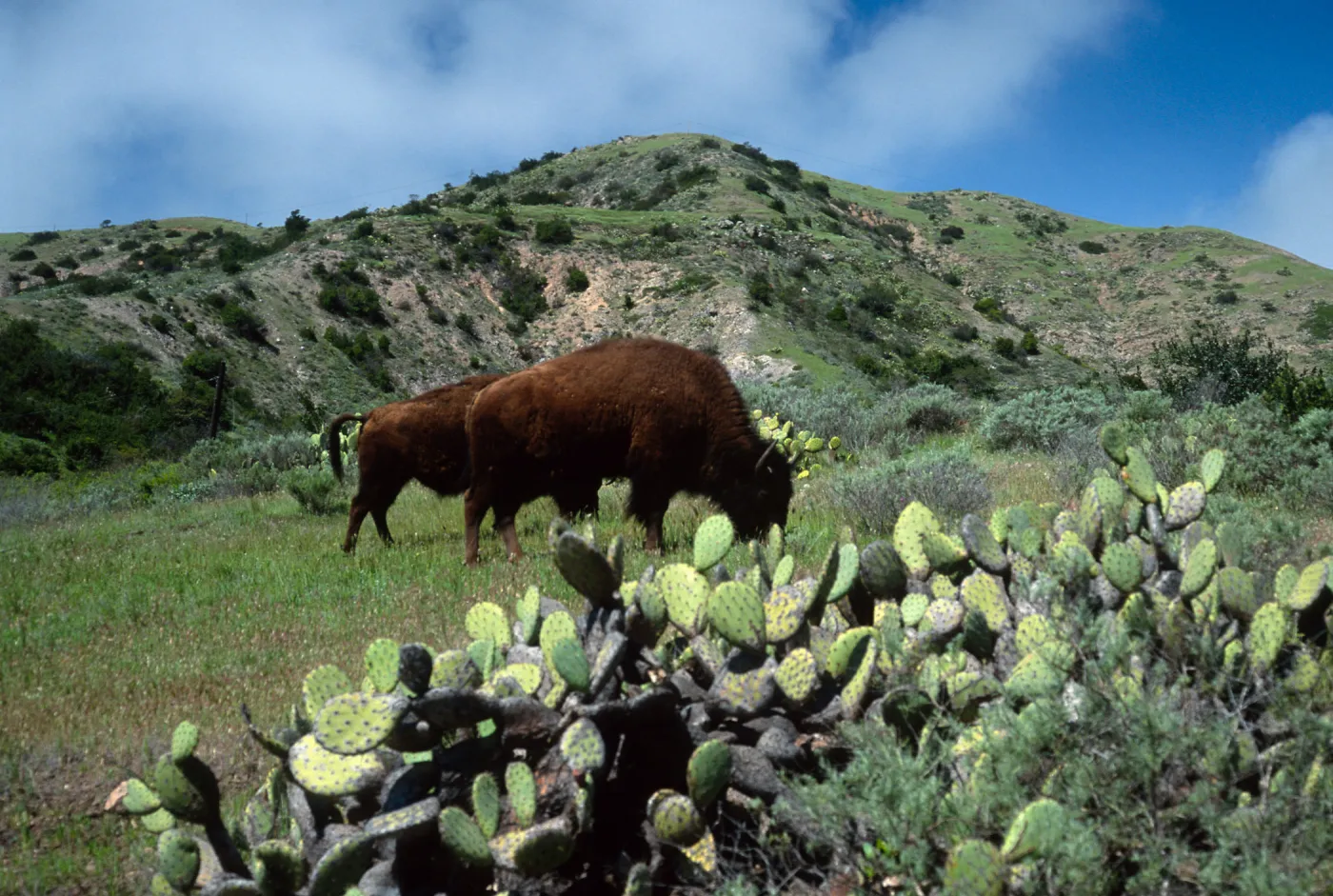 bison, Cape Canyon, Catalina Island