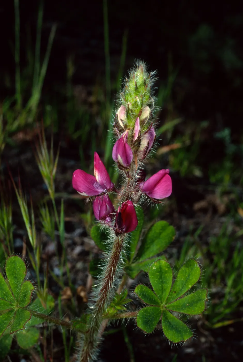 Lupinus hirsutissimus, Cape Canyon, Catalina Island
