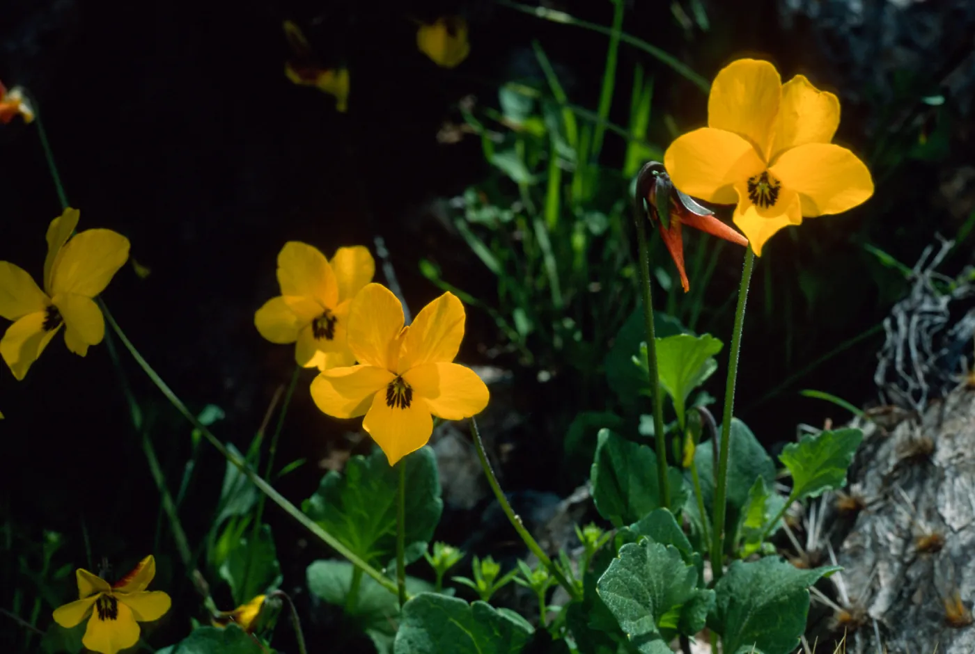 Viola pedunculata, road to Lone Tree, Catalina Island
