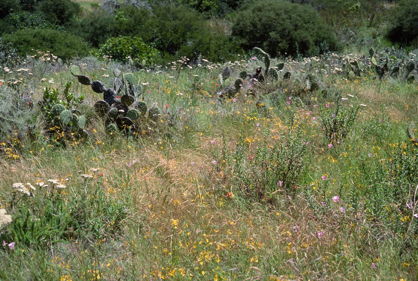 wildflowers: Achillea (Yarrow), Bloomeria (Gold Star), Calochortus, East of Isthmus, Catalina Island