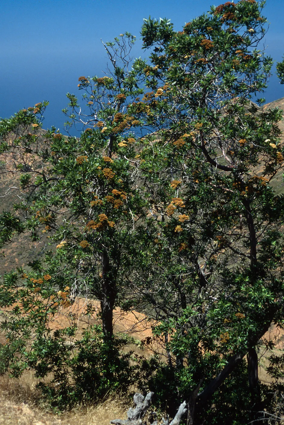 Lyonothamnus floribundus,, Northwest side of Silver Peak, Catalina Island