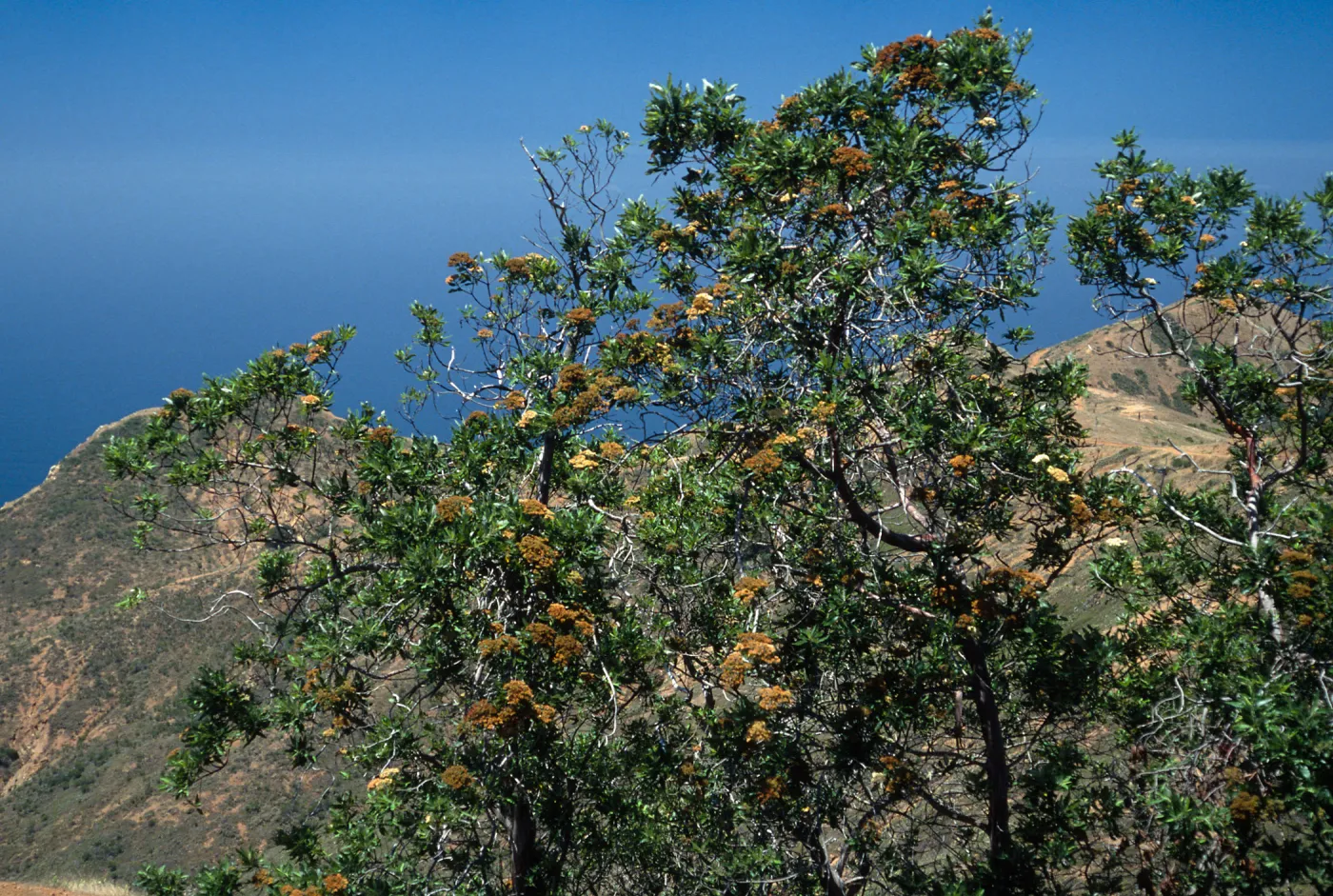 Lyonothamnus floribundus,, Northwest side of Silver Peak, Catalina Island