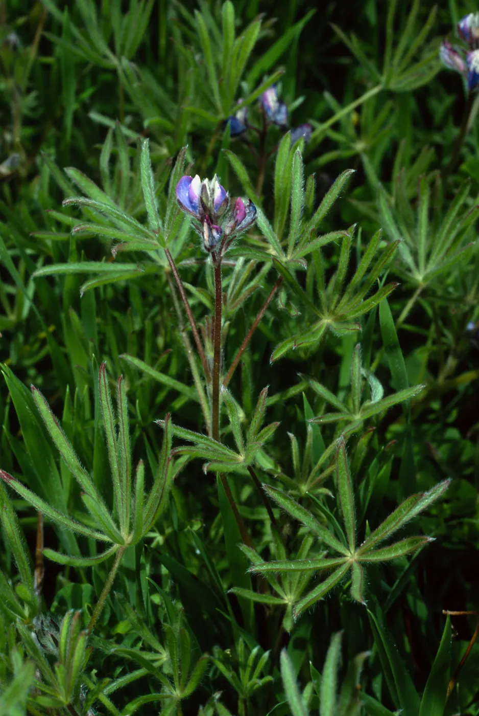 Lupinus bicolor, Cape Canyon, Catalina Island