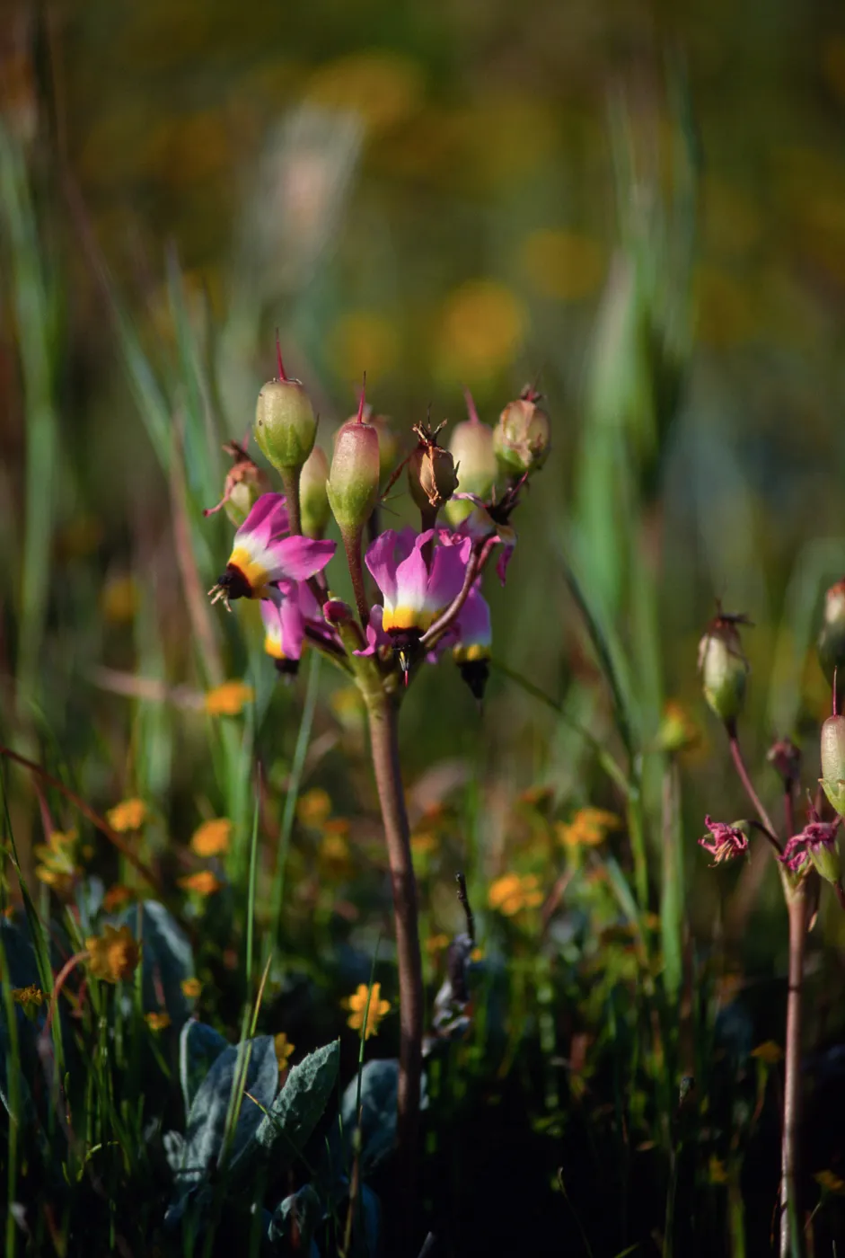 Dodecatheon, just South of Christy Ranch, Santa Cruz Island