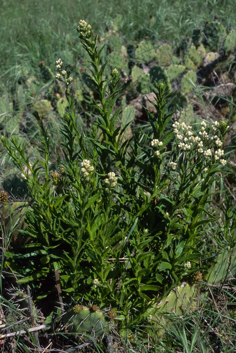 Gnaphalium californicum, above Empire Landing, Catalina Island