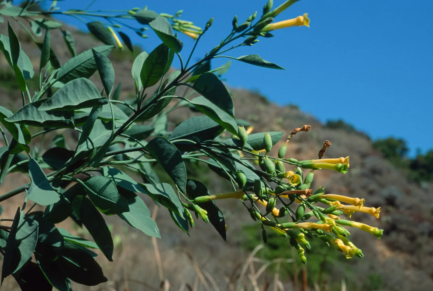 Nicotiania glauca, Cherry Cove, Catalina Island