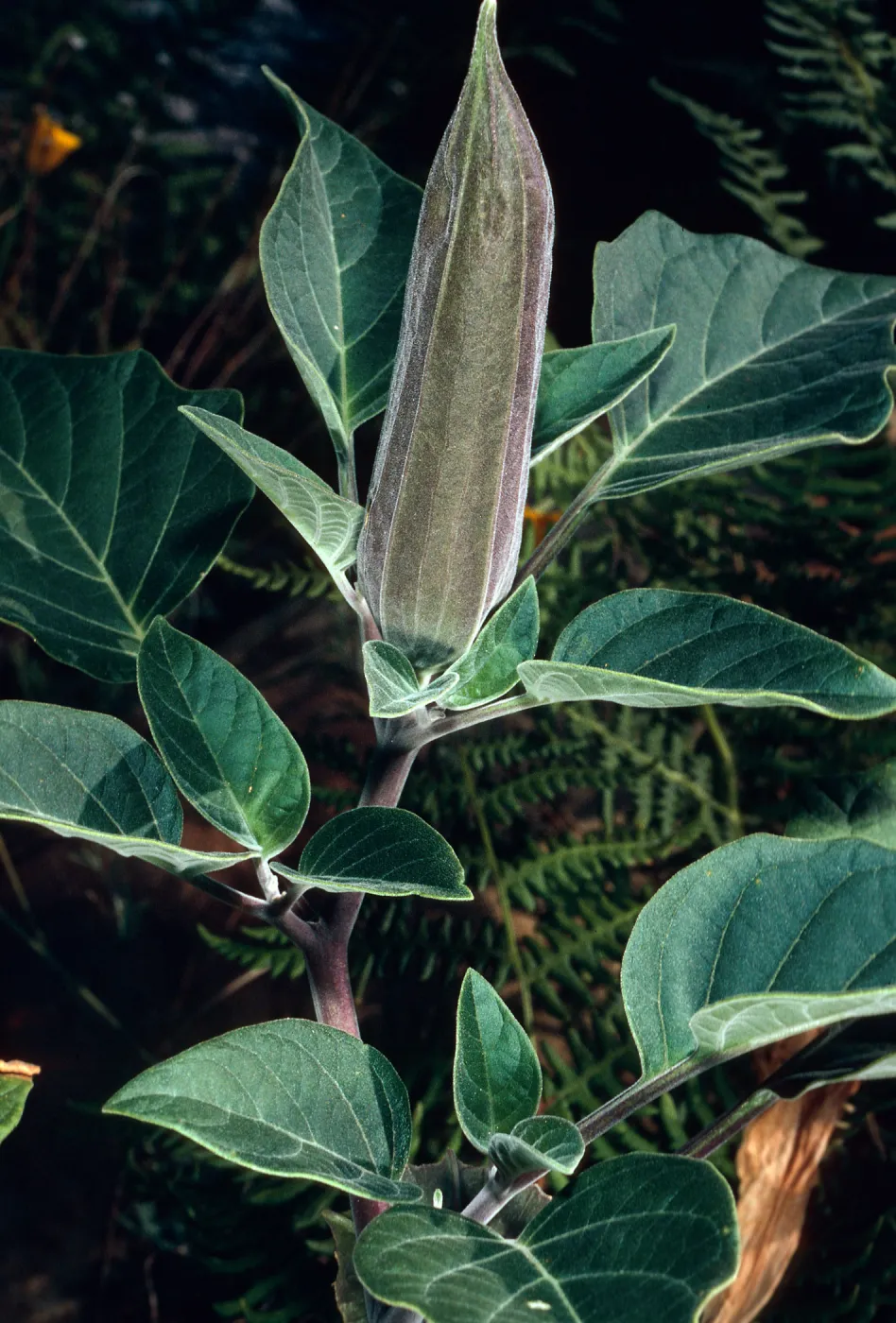 Datura wrightii, Santa Barbara Botanic Garden
