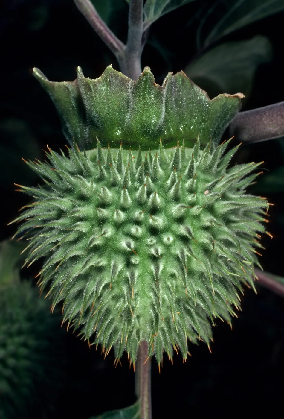 Datura wrightii, Santa Barbara Botanic Garden